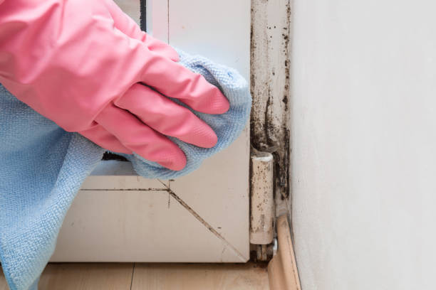 Best Crawl Space Mold Removal  in Moreland Hills, OH