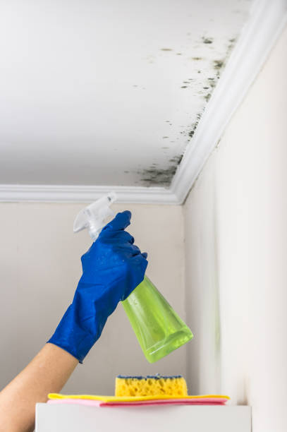 Home Mold Removal in Moreland Hills, OH